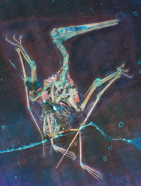 Laser-stimulated fluorescence imaging of a pterosaur fossil reveals flight-related soft tissues. 
